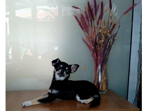 Simsiyah Şivava Güzellik Yeni Yuvasını Arıyor