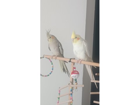 Çift Olarak Tamamen Evcil Sultan Papağanları