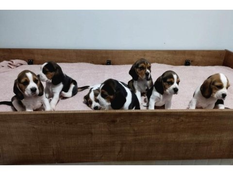Sağlıklı Beagle Yavrular