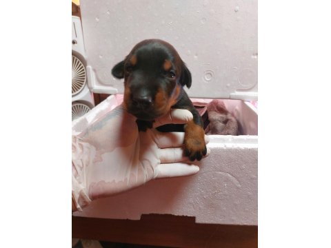 Tek Eksileri Şecere Belgeli İri Doberman Yavrular