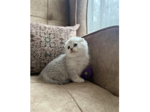 Wcf Kayıtlı Scottish Fold Shorthair - Seçkin Ailelere Özel