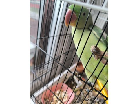 9 Aylık Erkek Alexander