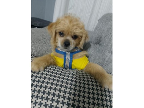 Ben Lusy 5 Aylık Bebek Köpeğim