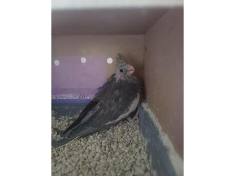 Yeni Üretimden Dolayı Satılık Sultan Papağanı