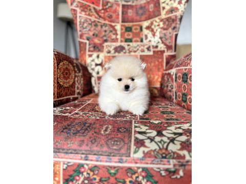Pomeranian Boo Erkek