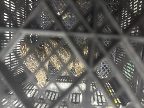 4 Dişi Ve 1 Erkek Bıldırcın