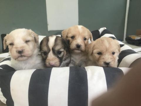 Maltipoo Köpeği Yavrular