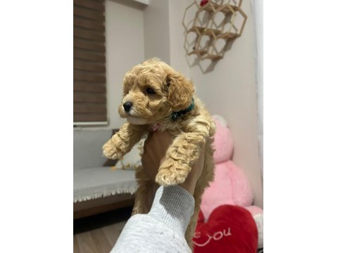 Dişi Aylık Poodle