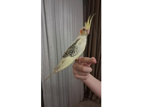 3 Aylık Erkek Sultan Papağanı