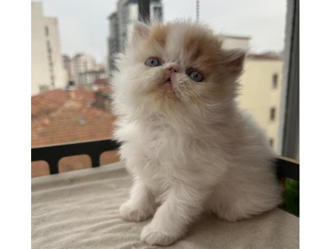 Çok Sıcak Kanlı Saf Irk Persian