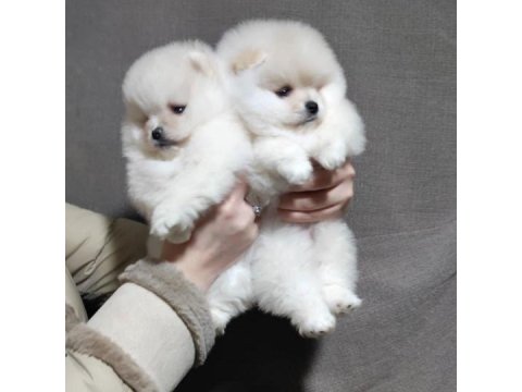 Ayı Surat Pomeranian Boo Yavruları