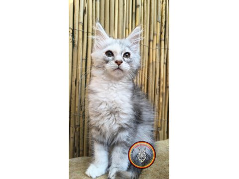 Lo Şecere Maine Coon Turk