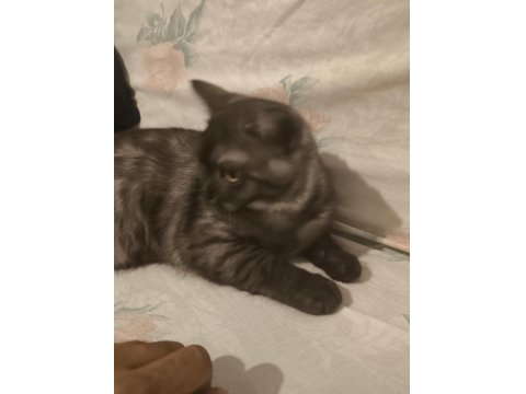 Evimde İki Tane Kedim Var Kediler Anlaşamadığından Dolayı Sahiplendirmek İstiyorum