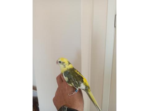 Şarkıcı Çimen Pareket Papağanı