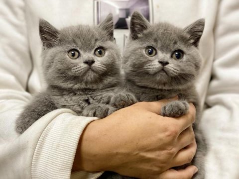 Sevimli British Shorthair Yavruları