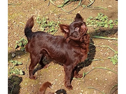Üst Kalite Chihuahua Dişiler Kaçırmayın