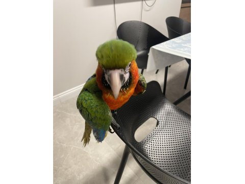 Hybrid Macaw Papağanı Eğitimli Uysal