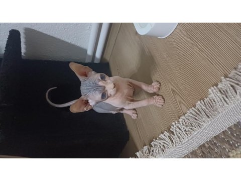 2 Aylık Erkek Sfenks Yavrumuz