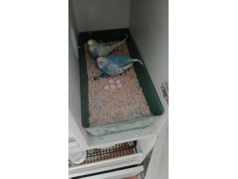 Ele Alışık Yavru Muhabbet Kuşları