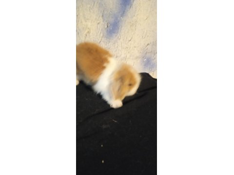Orjinal Safkan Teddy Lop Yavru Tavşanlar