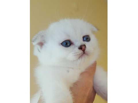 Sağlıklı Mavi Gözlü Safkan Scottish Fold Yavru Kedimiz