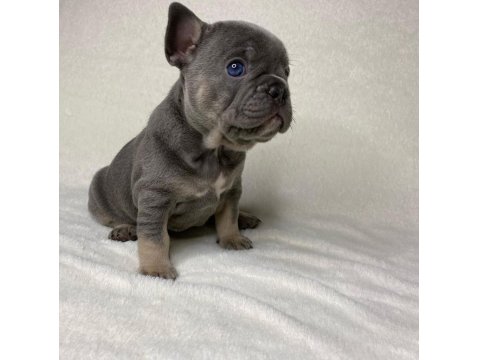 French Bulldog Köpekleri