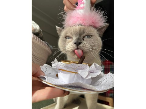 Ücretsiz Sahiplendireceğim Çok Uslu Ve Sakin Bir Kedidir