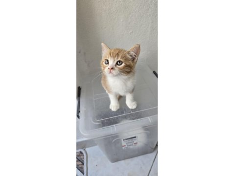 3 Adet Dişi Erkek Kedimiz Sahiplendirilecek Kedi
