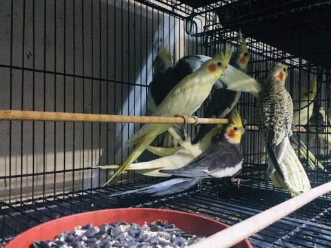 Sultan Papağanımız