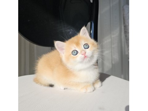 Safkan Golden British Shorthair