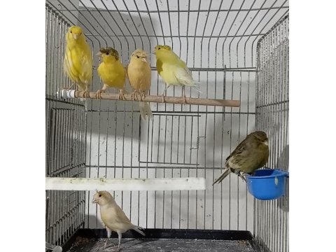 Eşe Hazır Dişi Kanaryalar