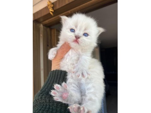 Prenslerim British Longhair