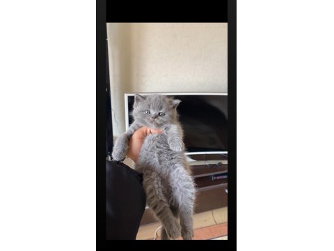 Safkan Ayı Surat Gri British Shorthair Yavrumuz