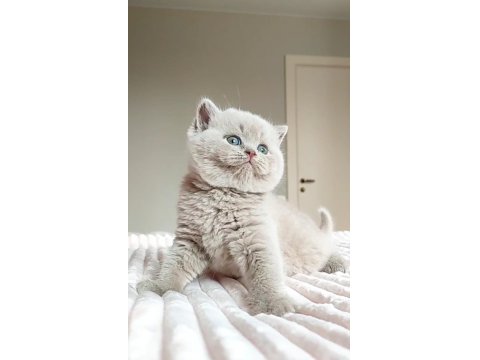 Masum Bebek Lilac British Shorthair