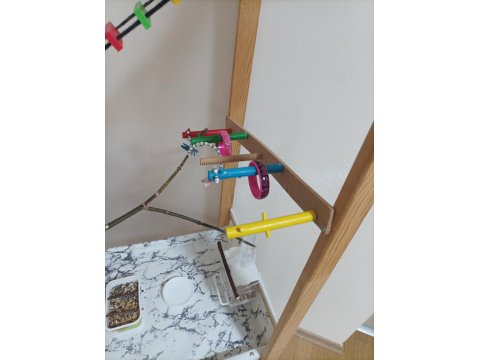 Sultan Papağanı Ve El Yapımı Oyun Kafesi