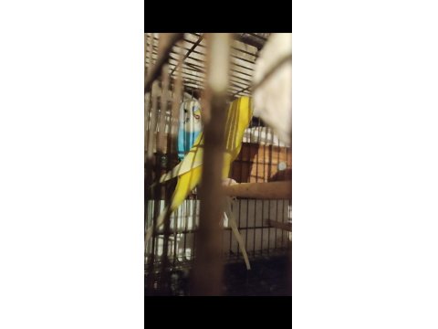 Hazır Takım Muhabbet Kuşumuz