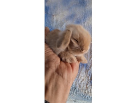 Hollanda Teddy Lop Tavşanı Yavrular