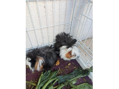 2 Adet Dişi Guinea Pig Ve Büyük Kafes