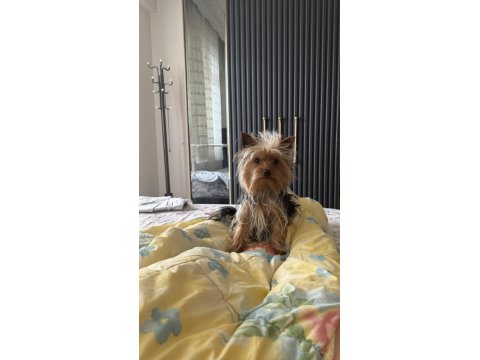 Yorkshire Terrier Köpeğime İyi Bakacak Aile Arıyorum