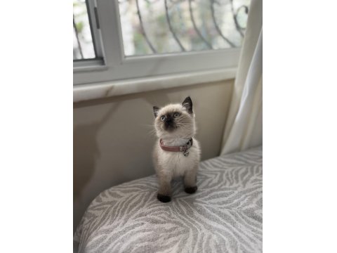 Ayı Surat British Shorthair Bebekler