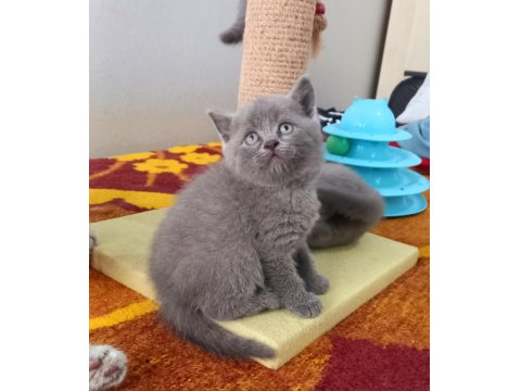 Mükemmel British Shorthair Blue Yavrular