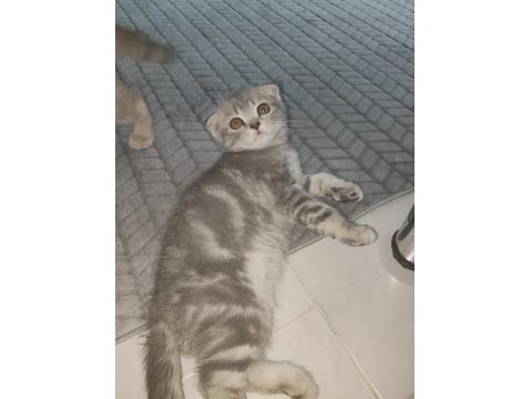 Scottish Ve British Yavrular