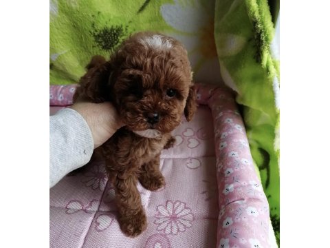 Toy Poodle Kore Mini Yavru Köpeklerimiz