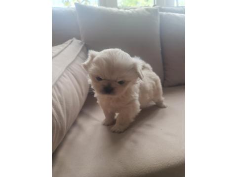 Pekinez Bebek Köpeğimiz