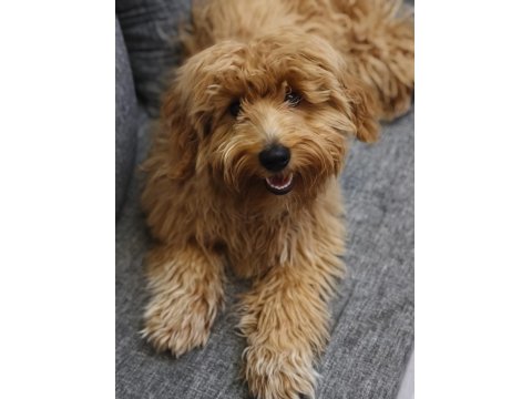 6 Aylık Maltipoo Köpek Erkek