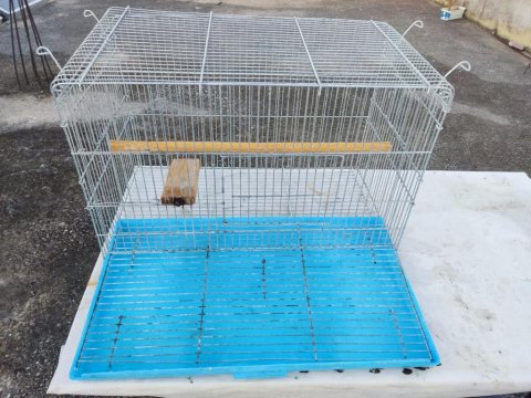 Çift Sultan Papağanı Yetişkin