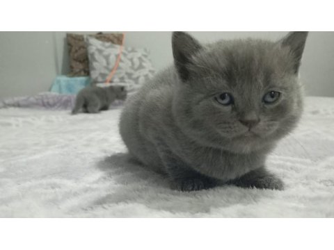 Safkan A Kalite Kül Renkli Hürrem Kız 1.5 Aylık British Shorthair