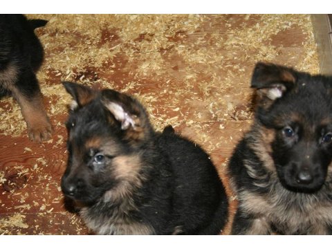 Alman Çoban Köpeği Yavruları