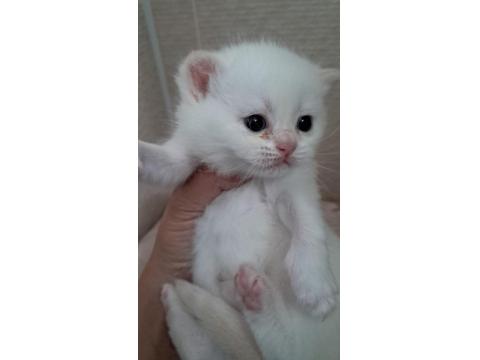 Yavru British Kediler