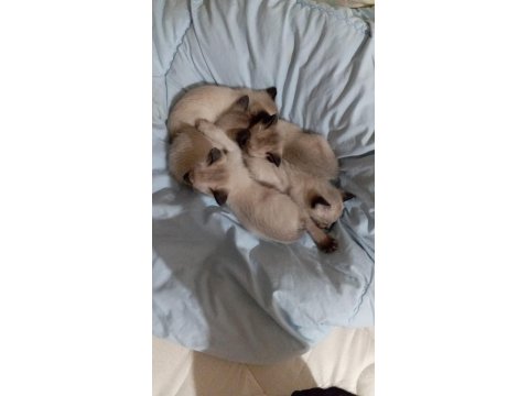 Siyam Kedisi Yavruları